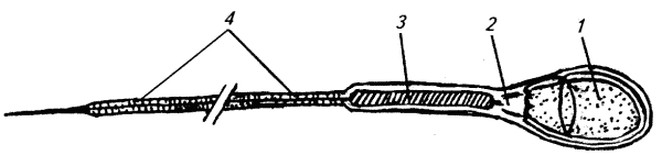 http://modernlib.ru/books/dyulger_georgiy/fiziologiya_razmnozheniya_i_reproduktivnaya_patologiya_sobak/i_020.png